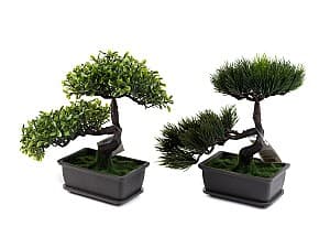  NVT Bonsai 22cm