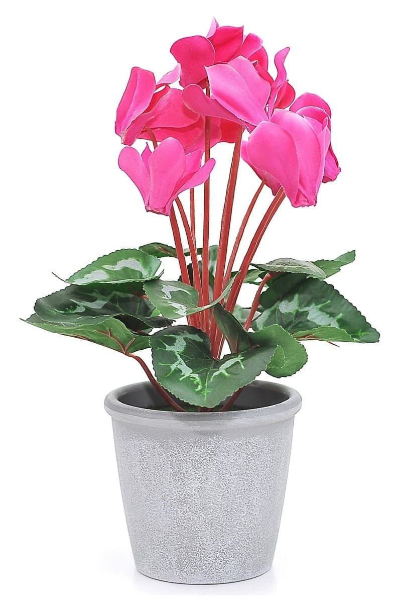  Casa Masa Cyclamen în ghiveci 33 cm