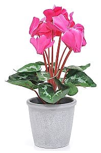  Casa Masa Cyclamen în ghiveci 33 cm