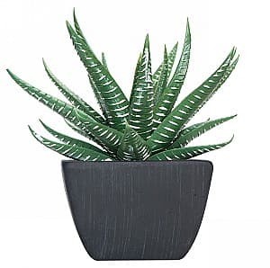  Casa Masa Aloe în ghiveci 10x12 cm