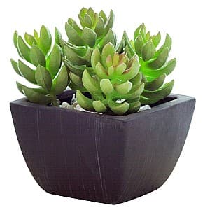  Casa Masa Sedum în ghiveci 10x14 cm