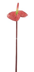  Casa Masa Anthurium 64 cm красный