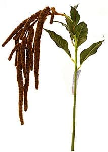  Casa Masa Amaranthus 110 cm maro