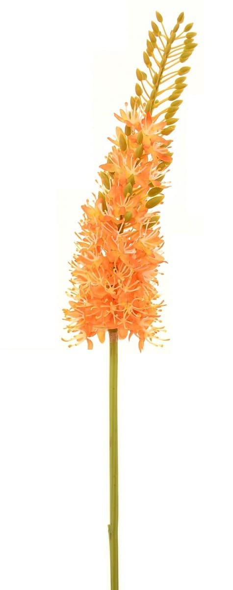  Casa Masa Eremurus orange 85 cm