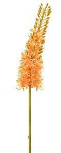  Casa Masa Eremurus orange 85 cm