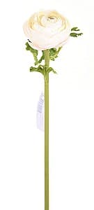  Casa Masa Ranunculus 60 cm crem