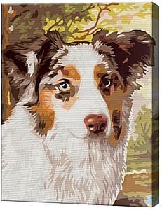 Tablou pe numere Art Gallery Ciobanesc australian, 30х40 cm