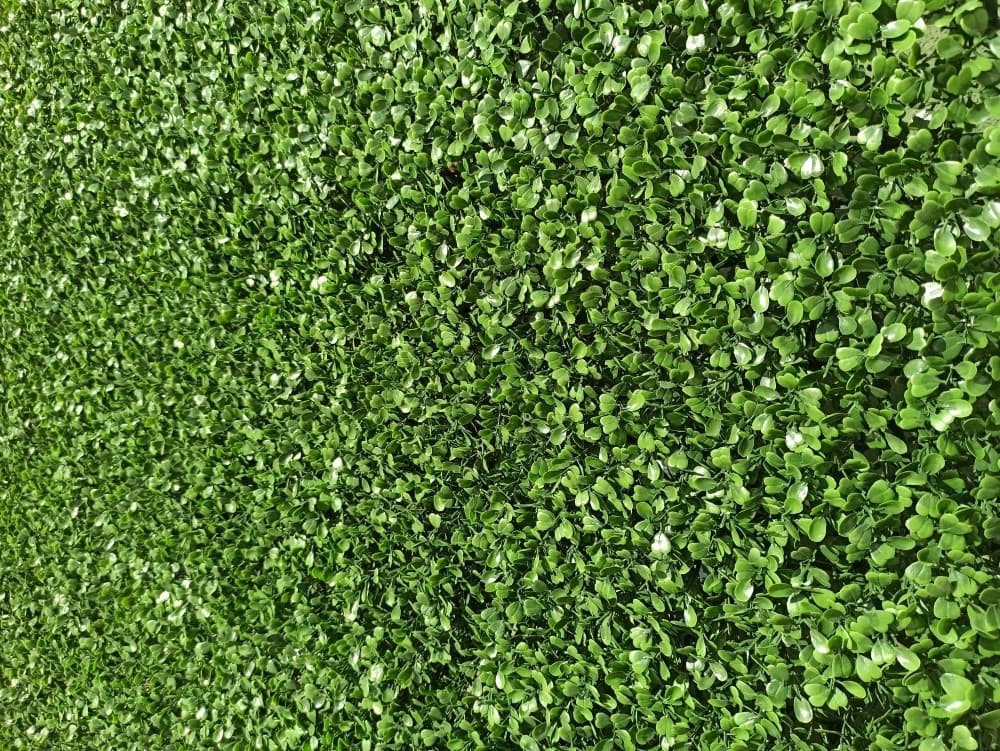 Iarba artificiala Greentech Boxwood (100x100cm)