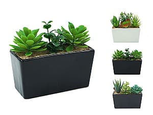  NVT Suculenta cu iarba 15X9cm