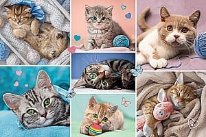 Puzzle Trefl 16420