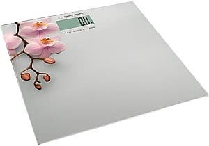 Cantar Esperanza ORCHID EBS010